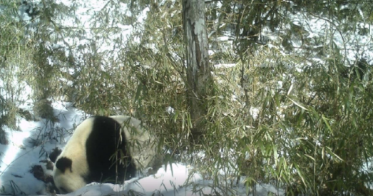 撒欢时刻！野生大熊猫雪地撅屁股畅饮山泉水