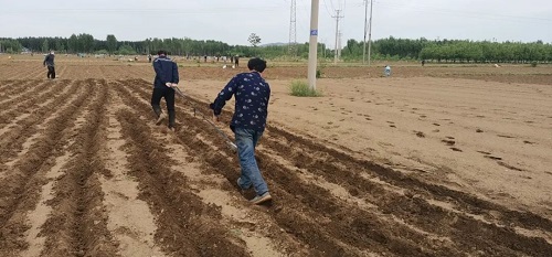 迁安市：志愿服务到地头 防疫耕种两不误
