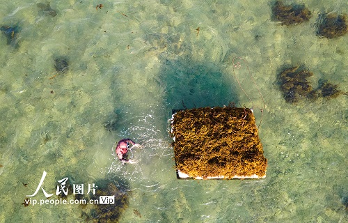 海南琼海：采集“海多” 清洁海洋
