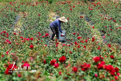 安徽黄山：以花为媒 助力乡村振兴